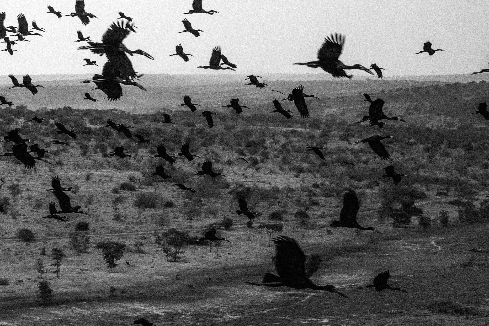 Creatures