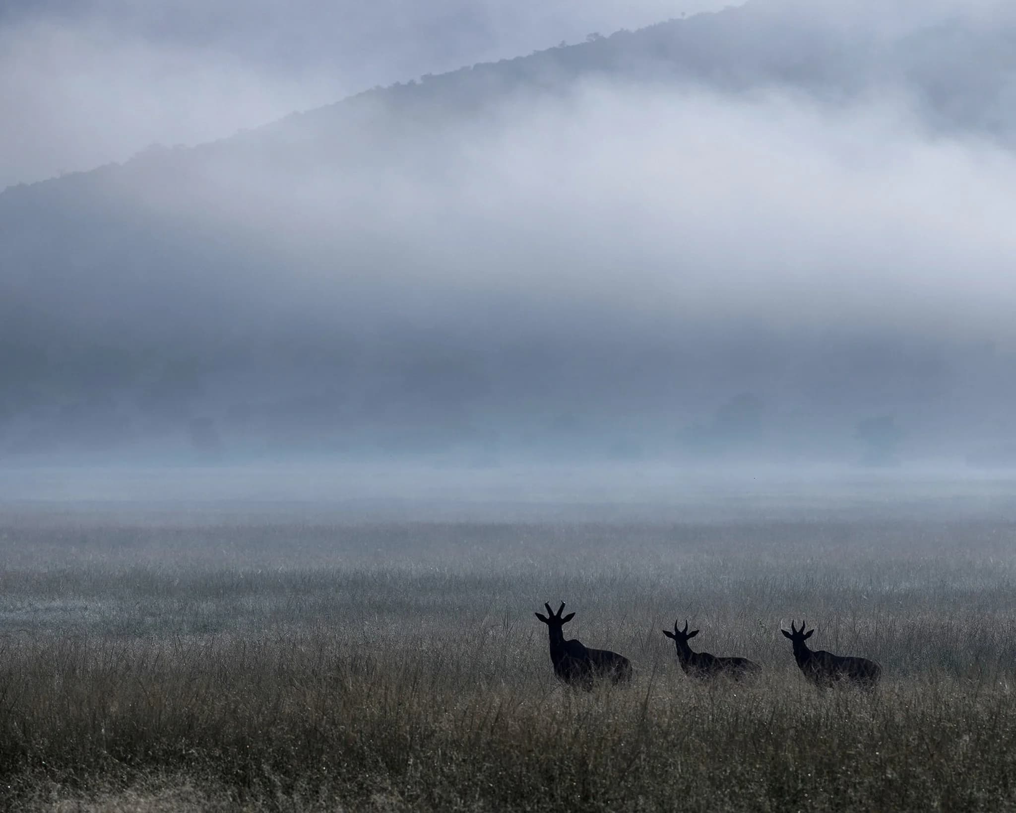 Creatures