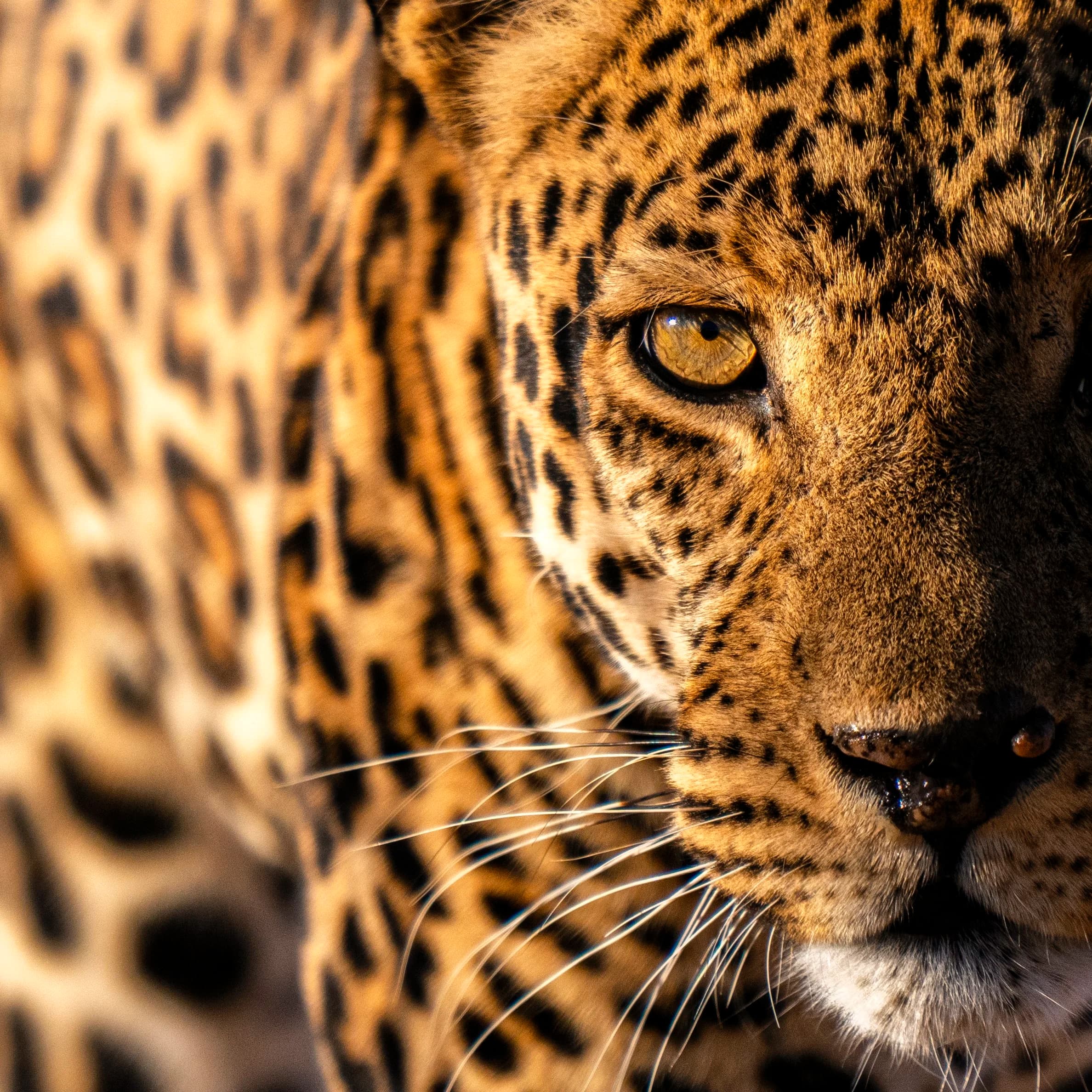 Ruaha National Park