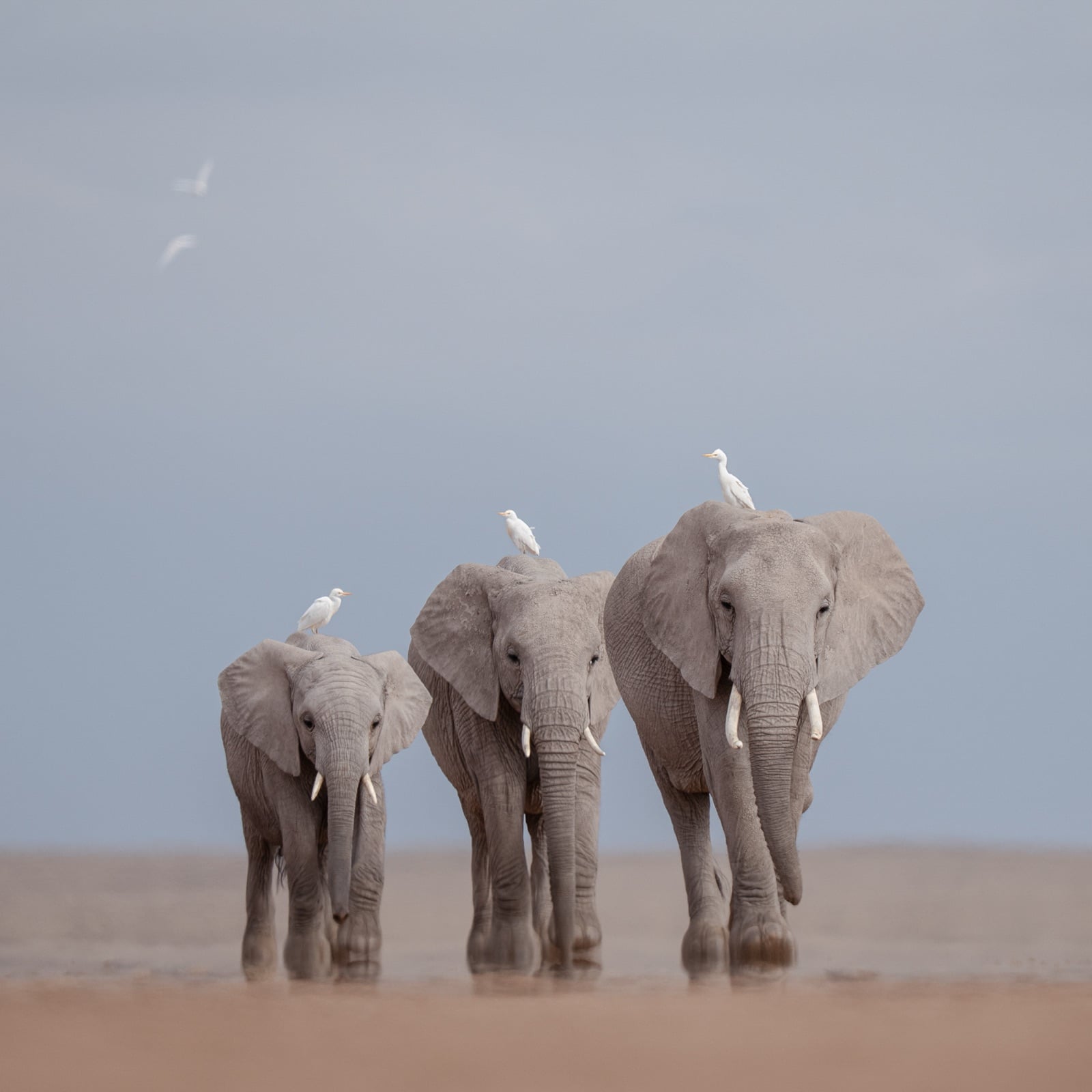 Elephants with egrets, Amboseli