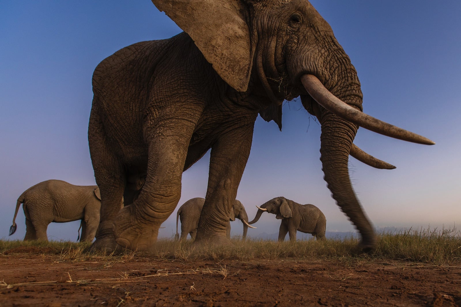 Elephants at dusk, low angle