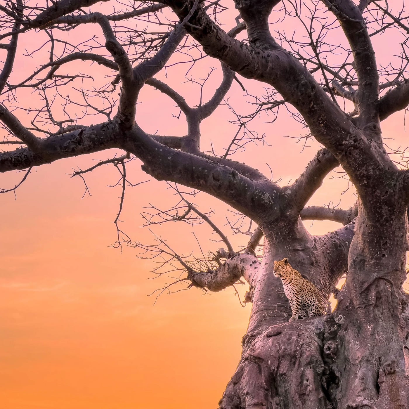 Leopard resting in a baobab at sunset