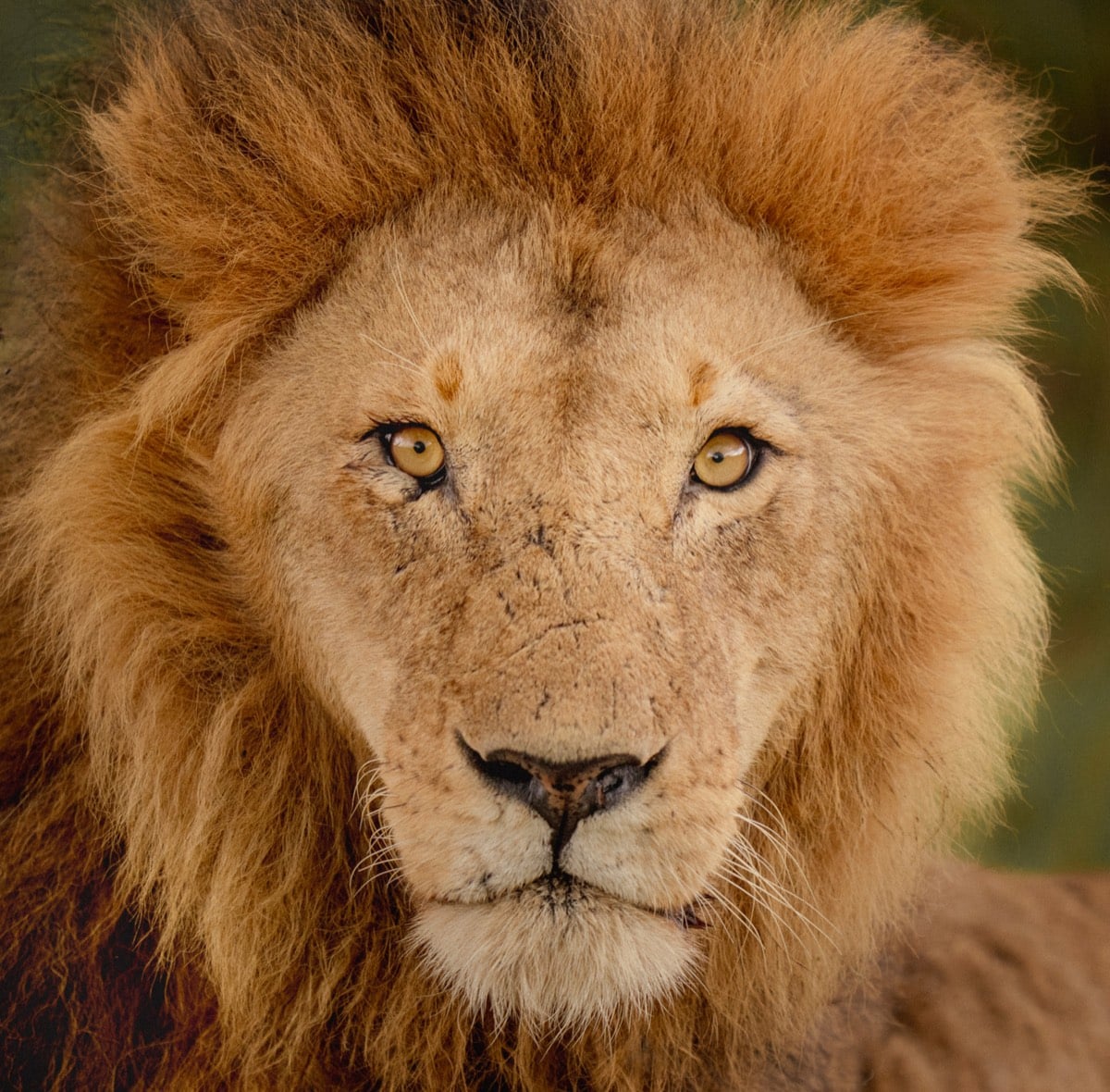 Lion portrait, Masai Mara