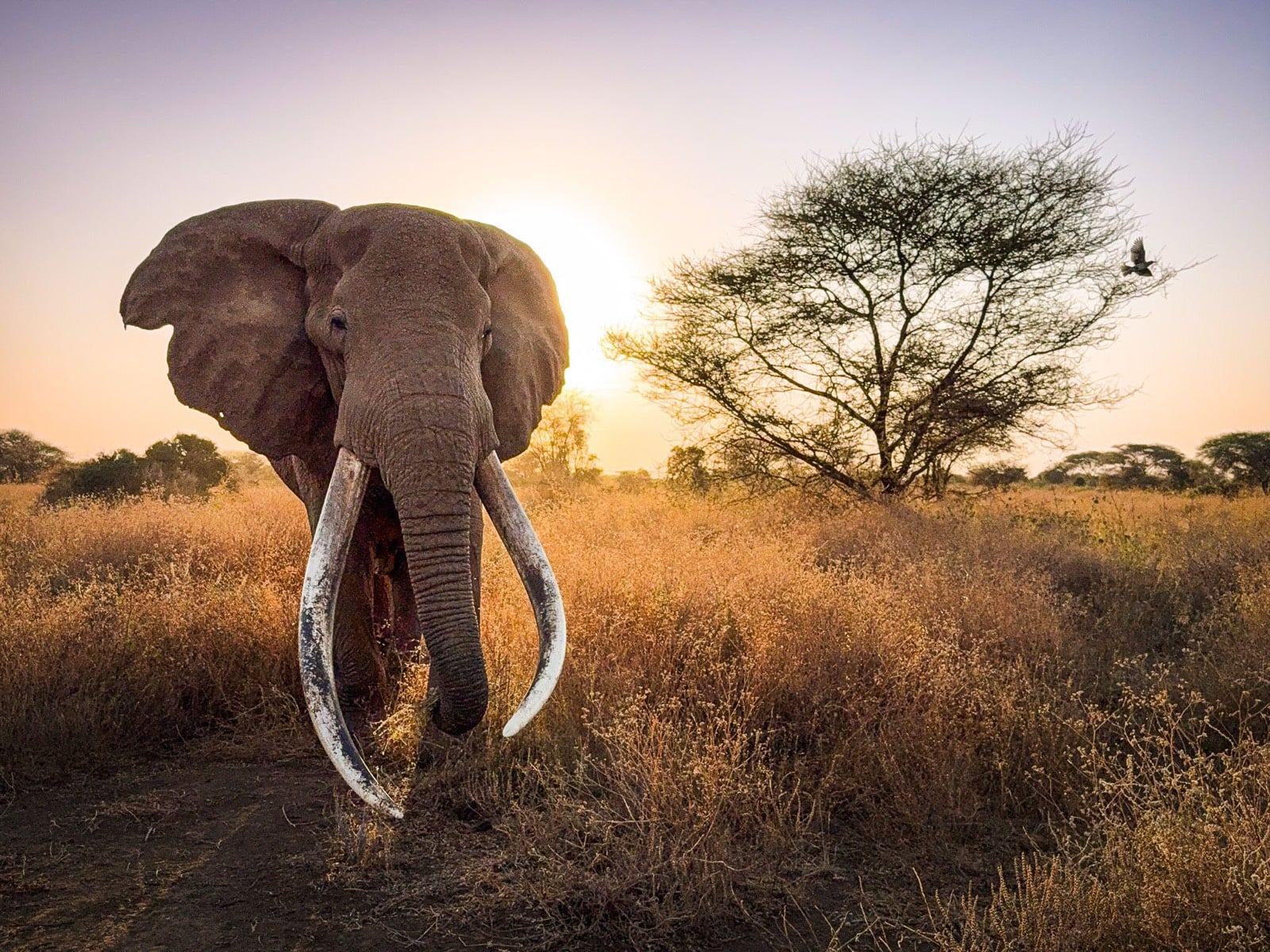 Super tusker at sunrise, Amboseli