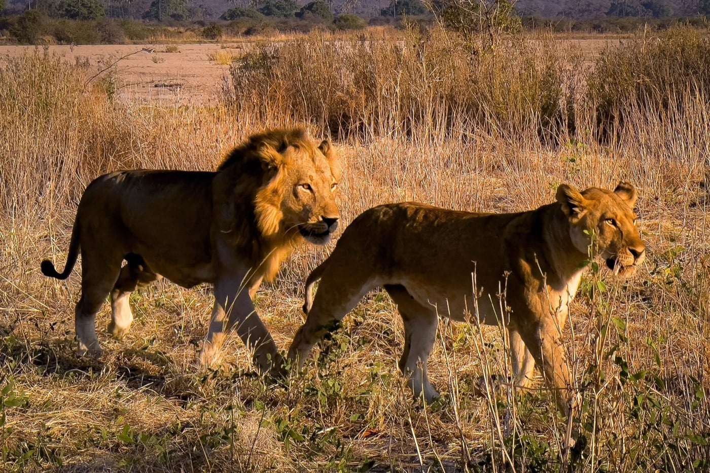 Two lions crossing golden grass