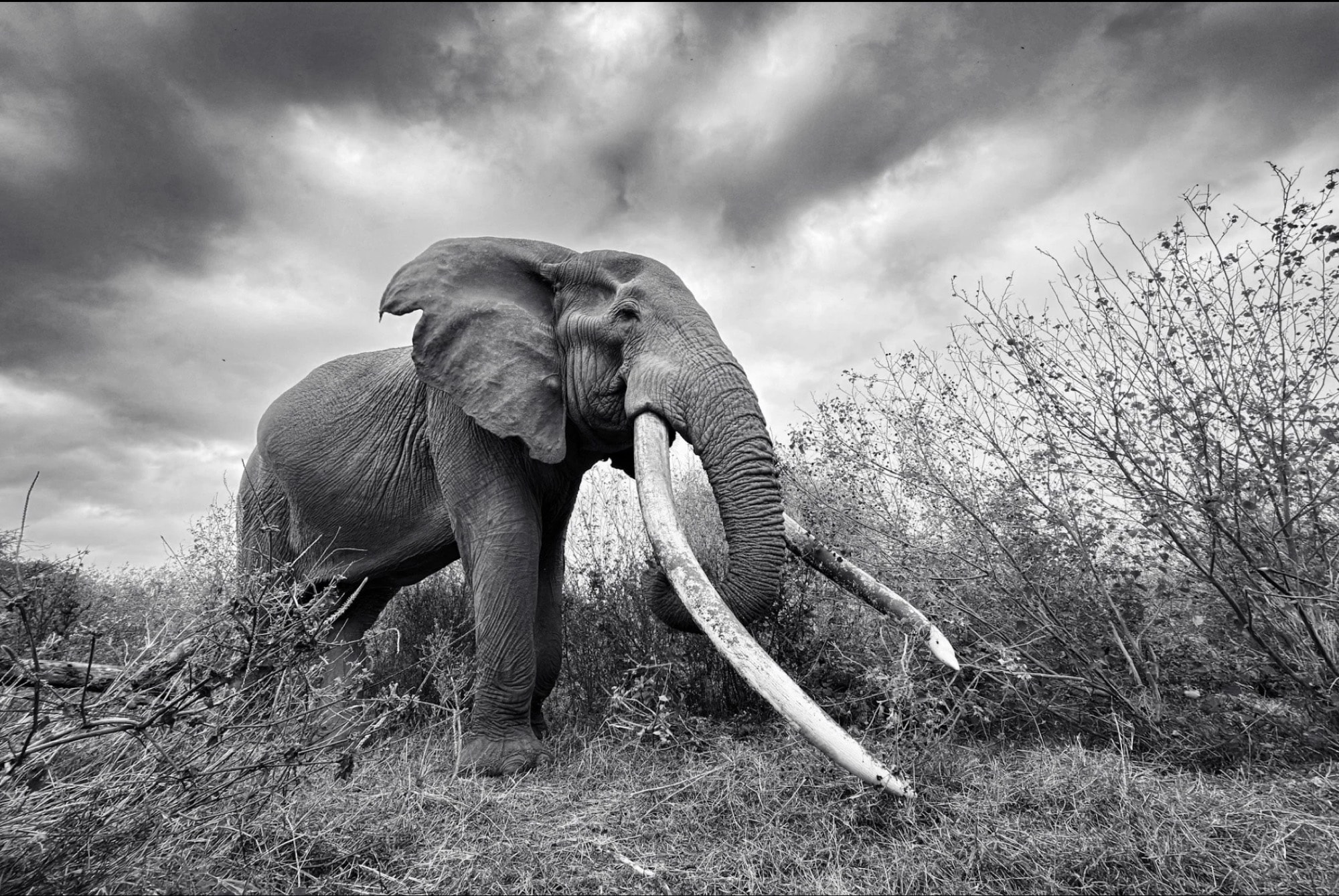 Super tusker elephant in Amboseli, shot on iPhone by Austin Mann