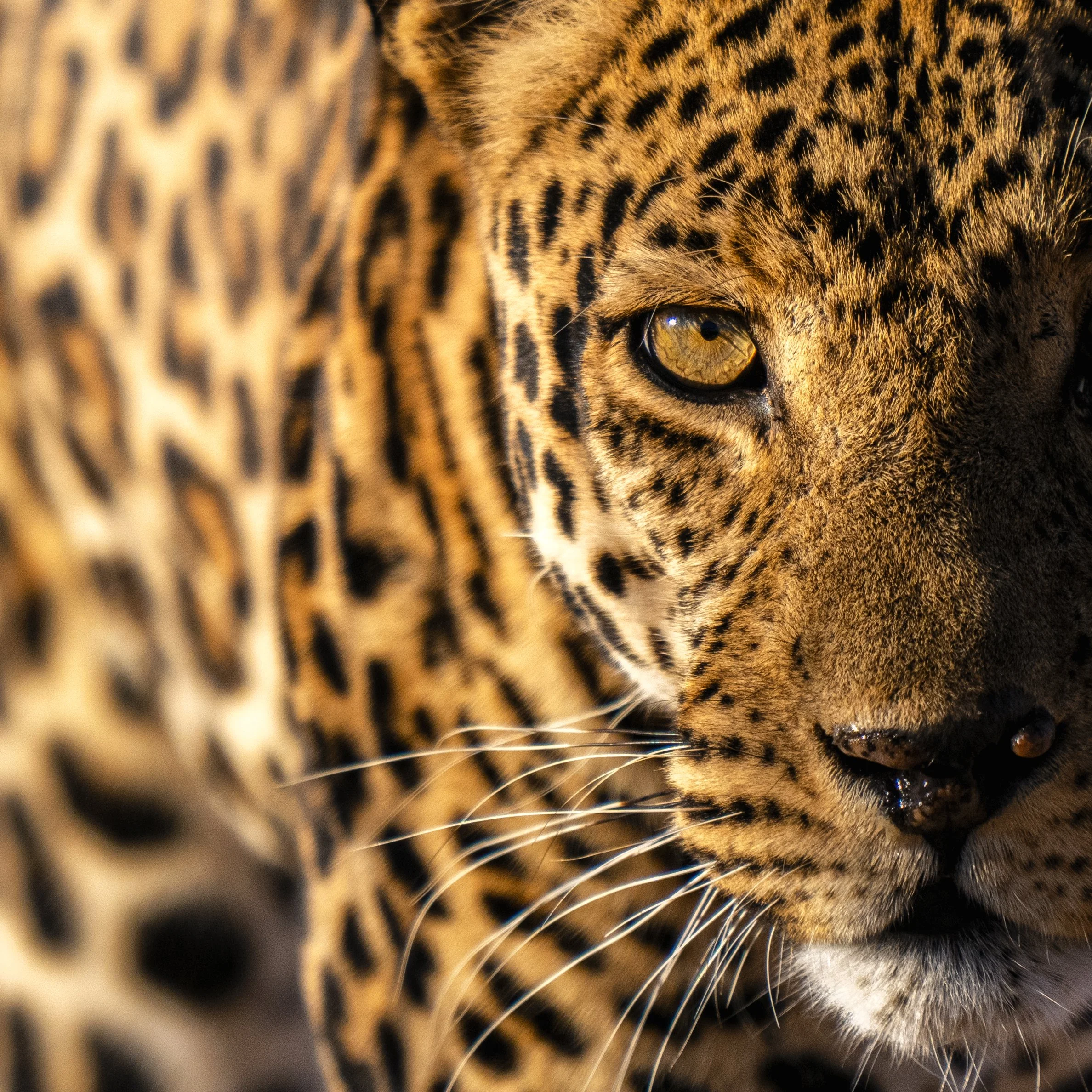 Leopard