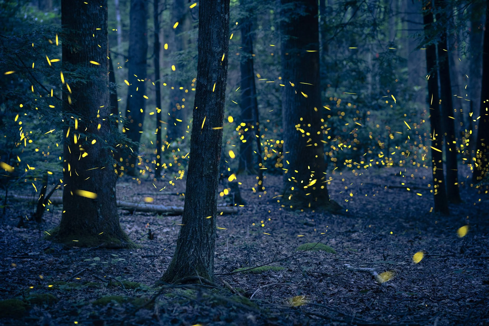 Synchronous fireflies