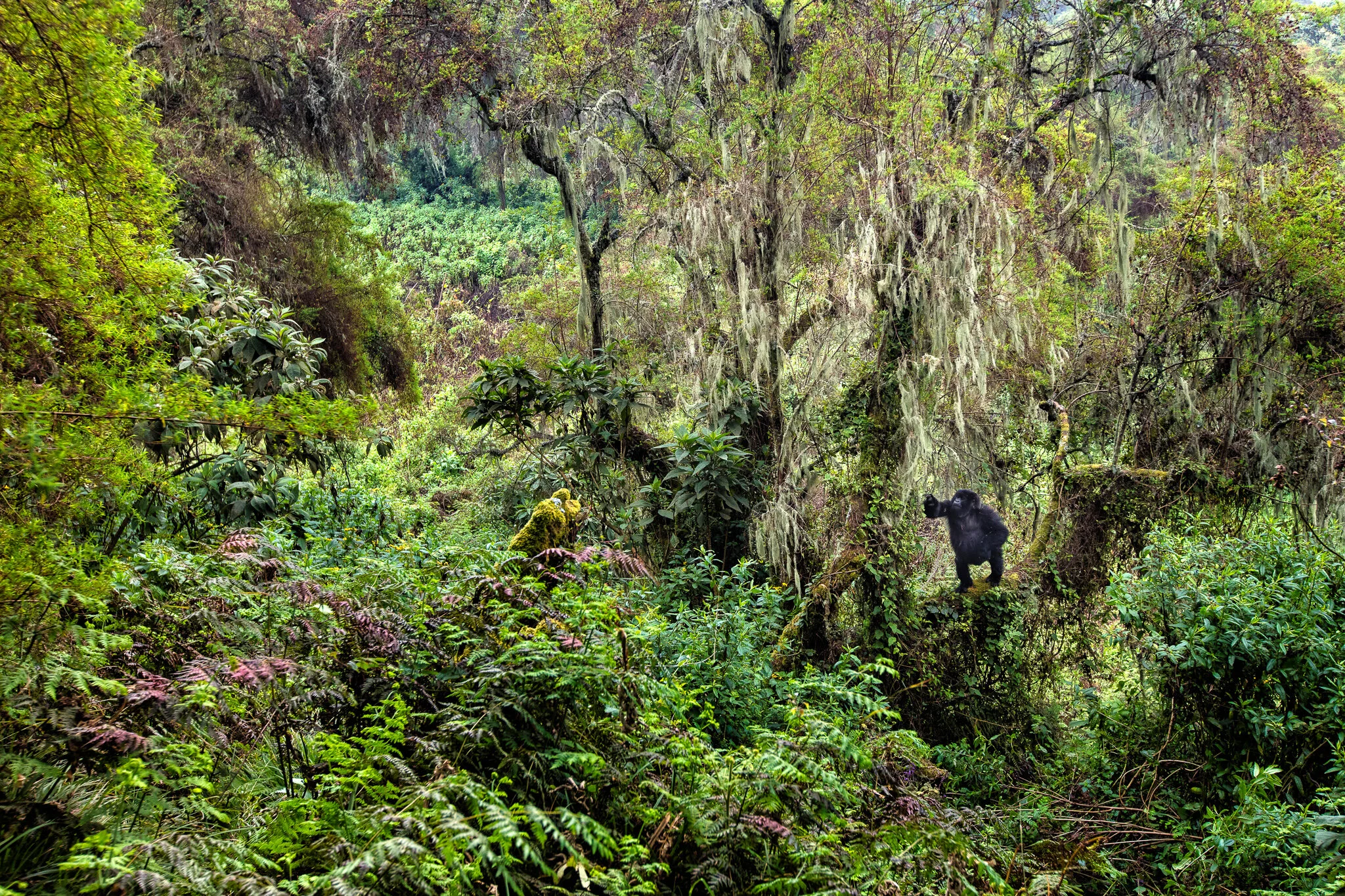Gorilla in the green