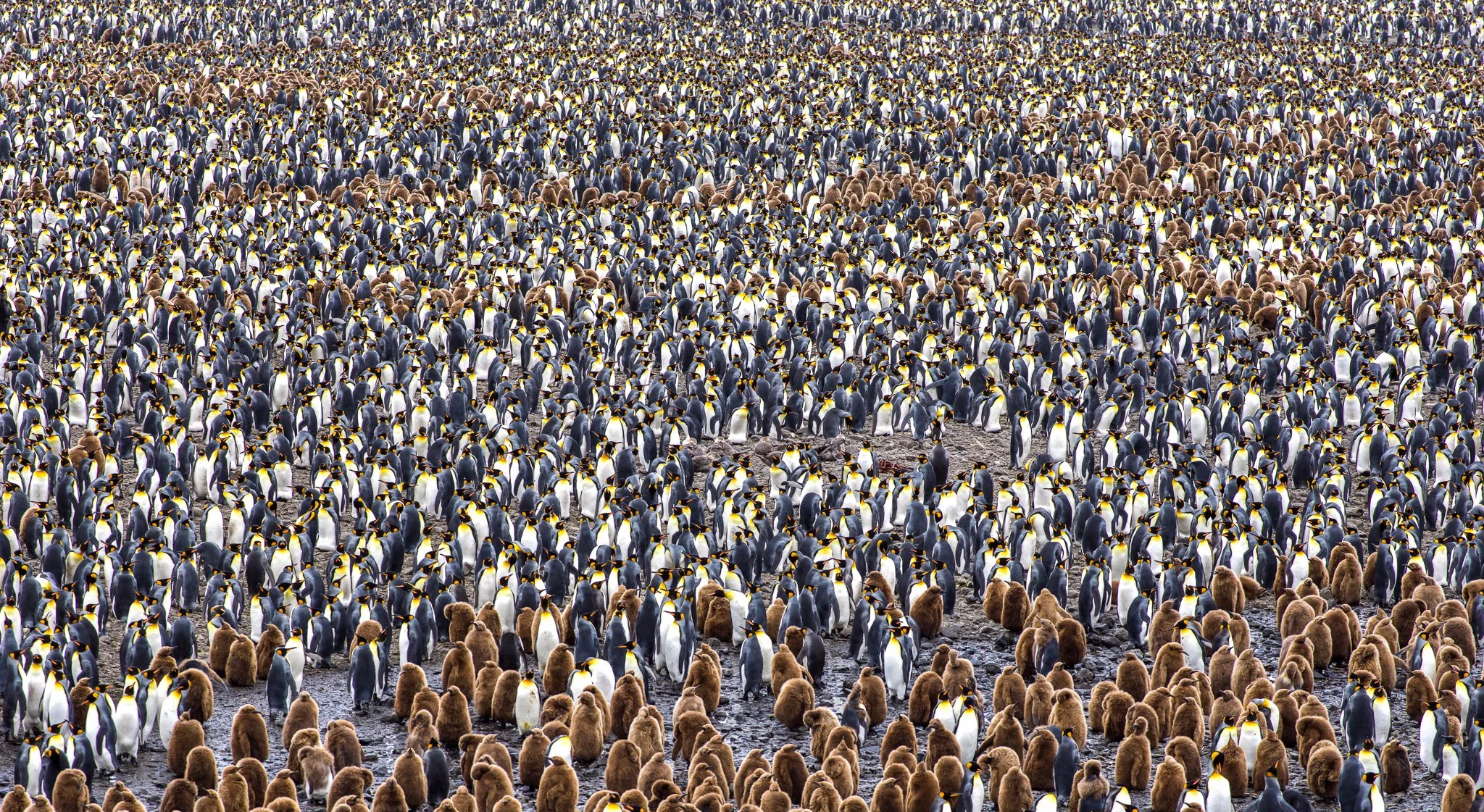 King penguin colony
