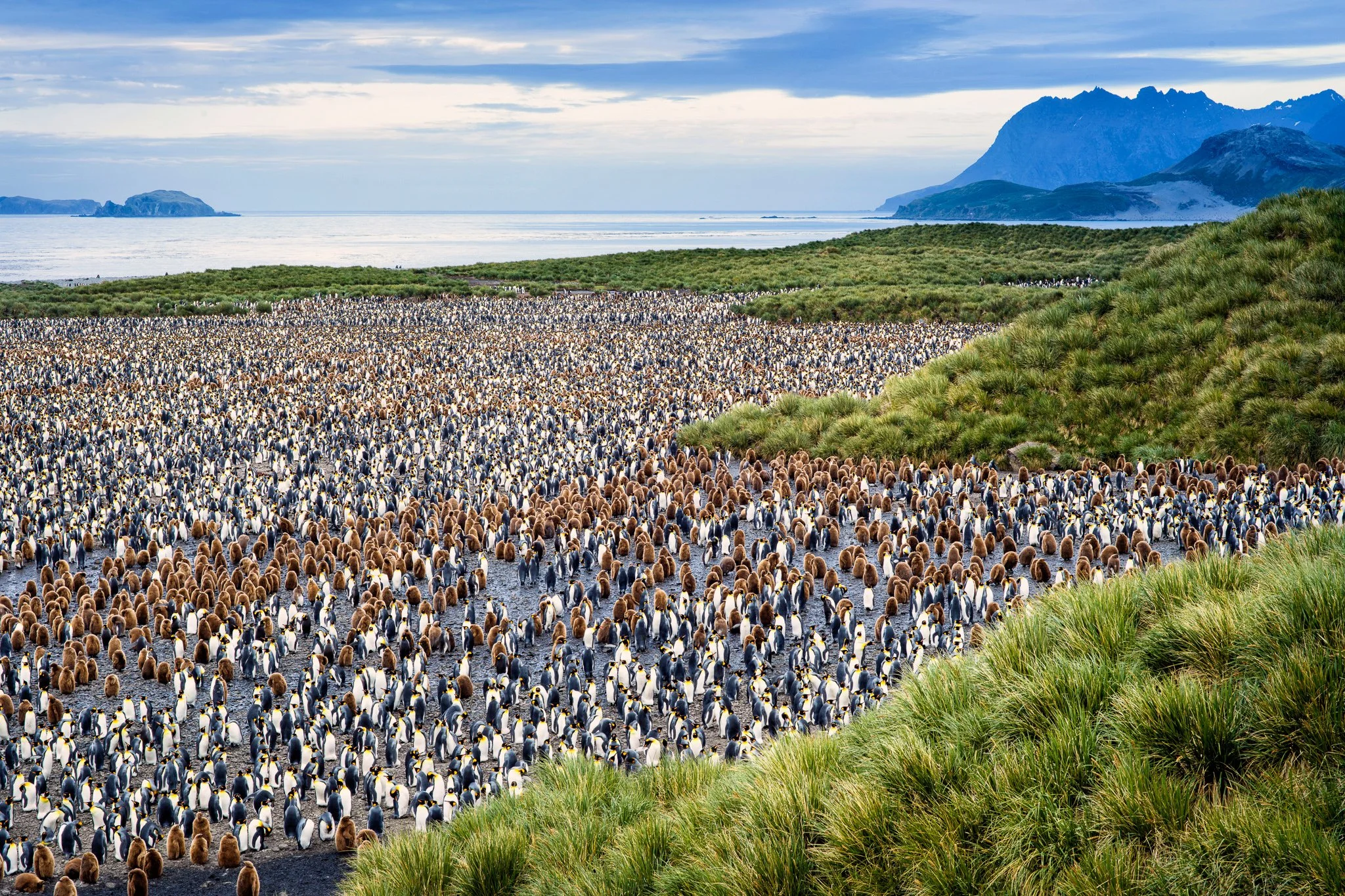 King penguin colony