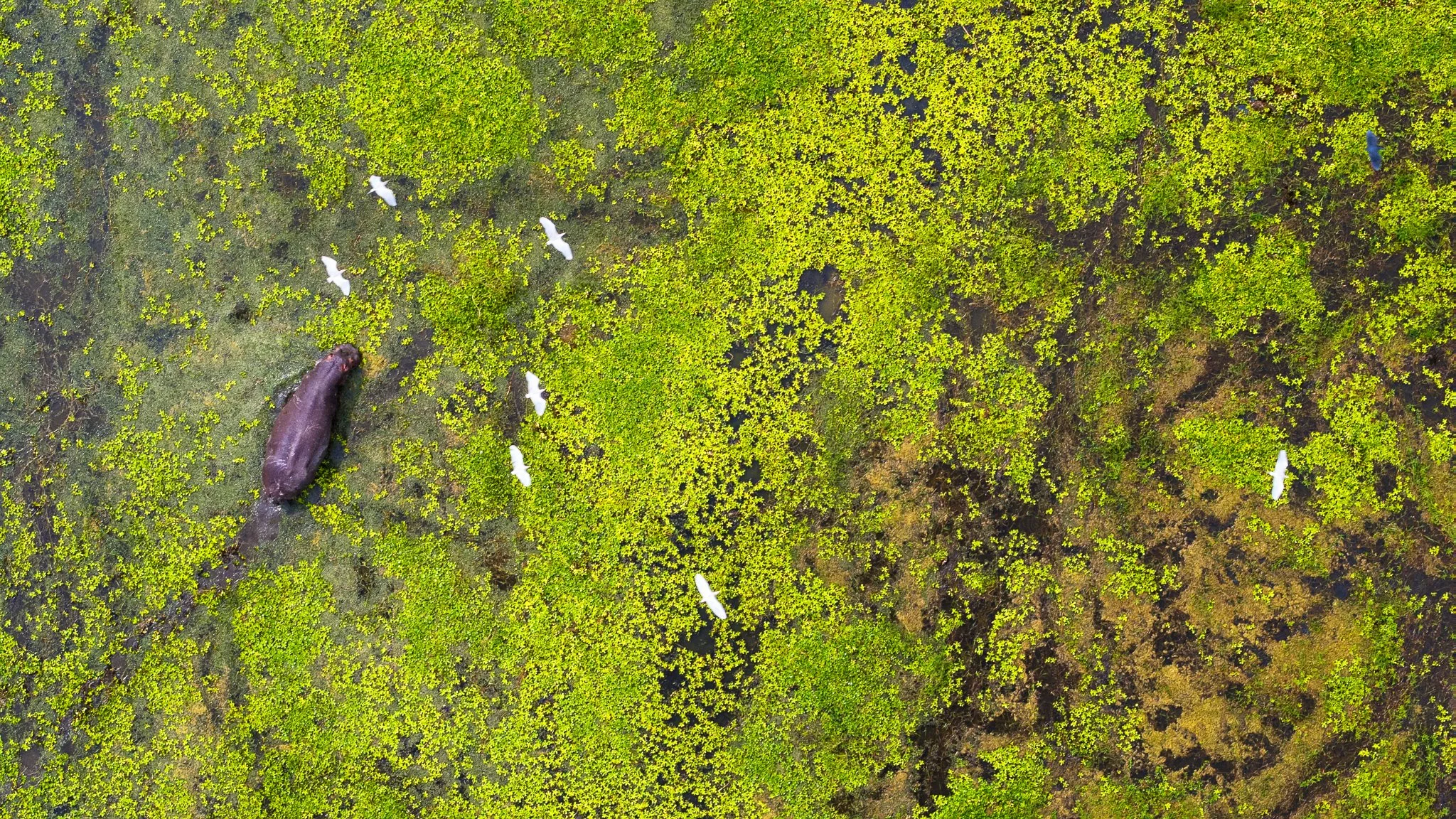 Birds over the green