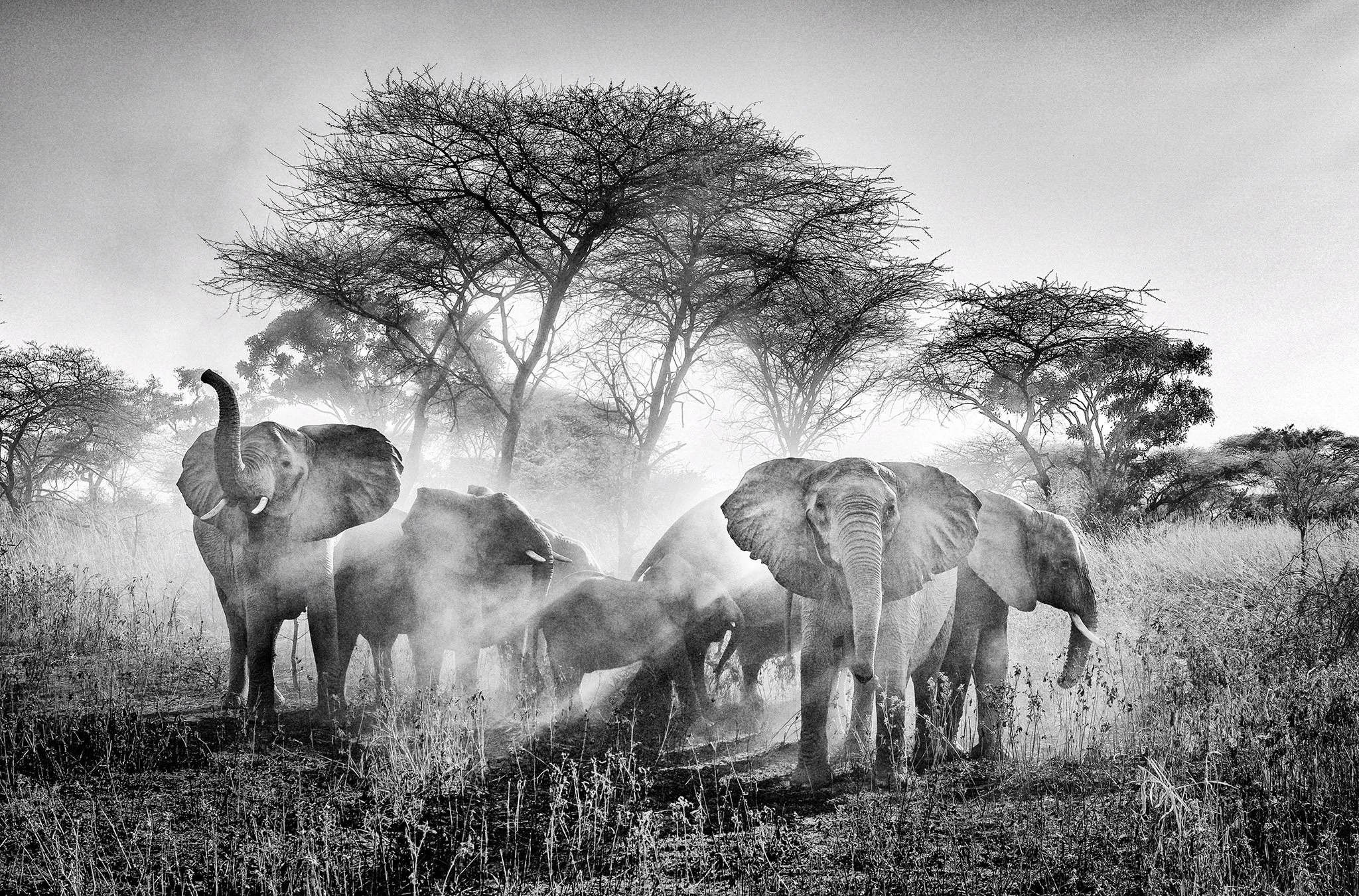 Elephants in the dust