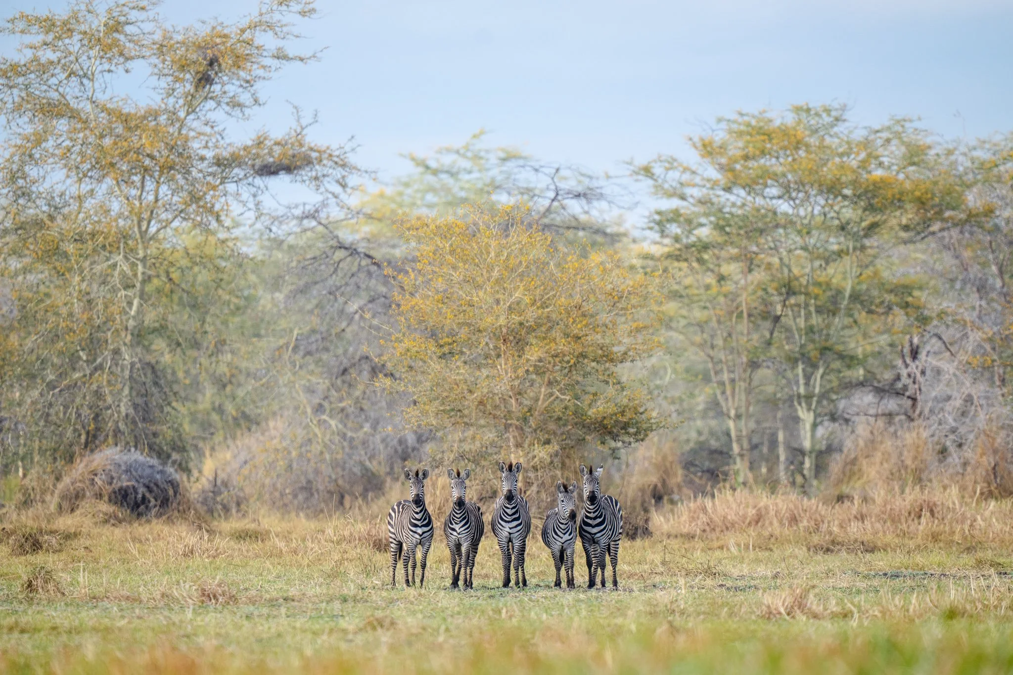 Zebras among the acacias