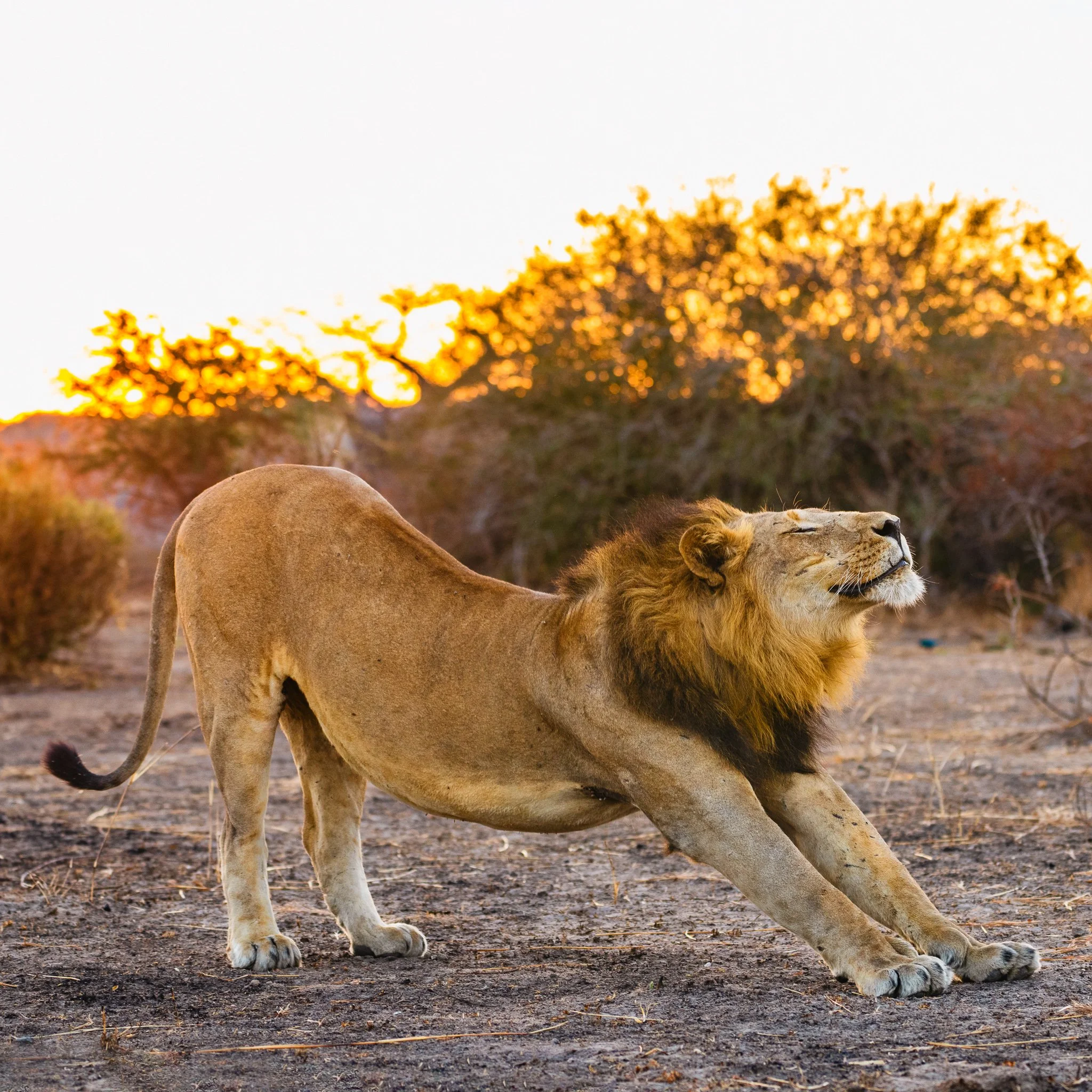 Lion, stretching