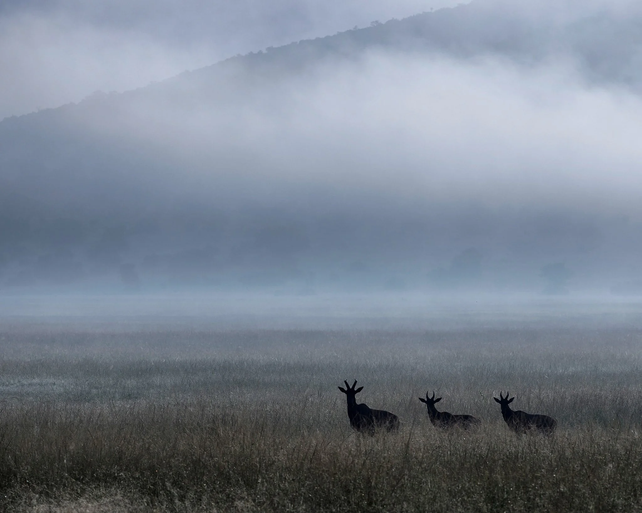 Antelope in the mist