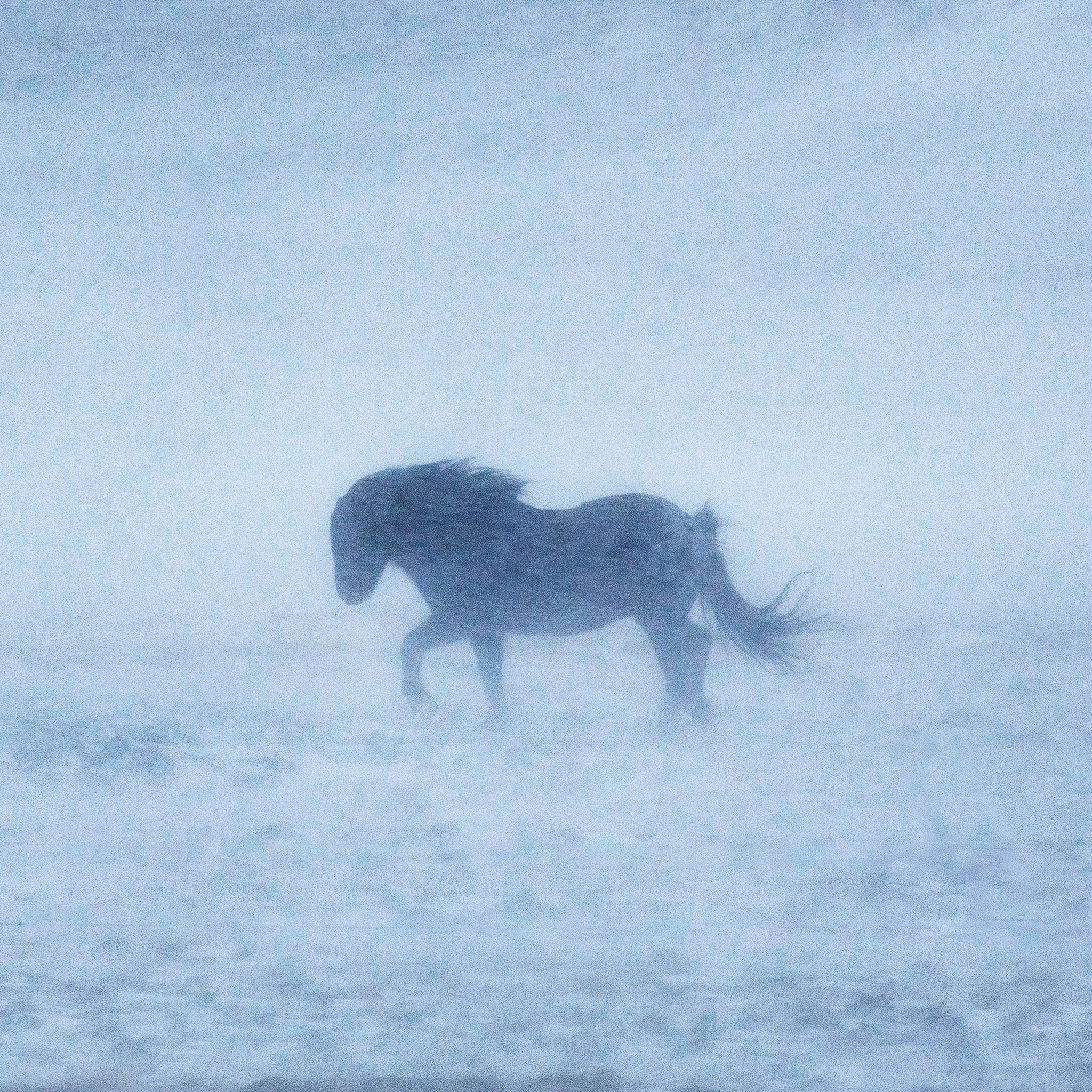 Horse in the blizzard