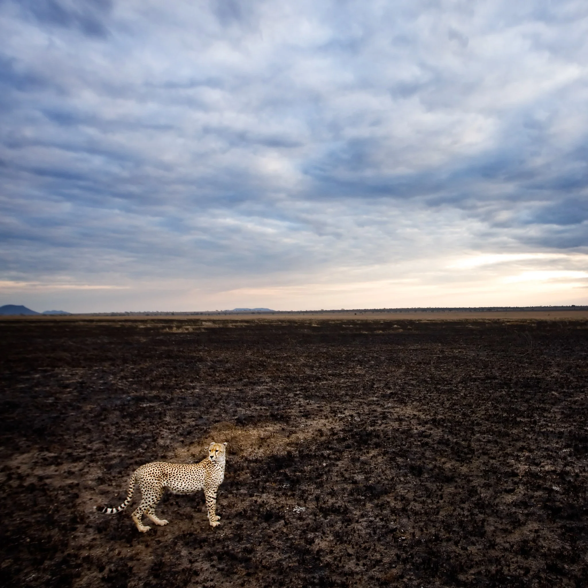 Cheetah on the burn