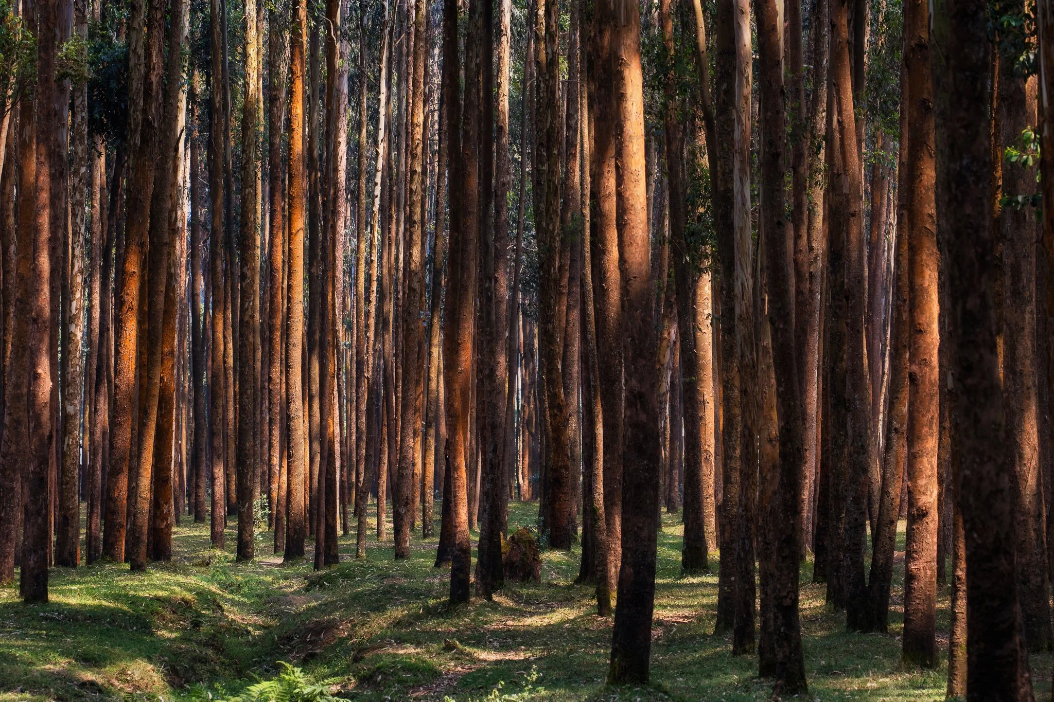 Warm Trees