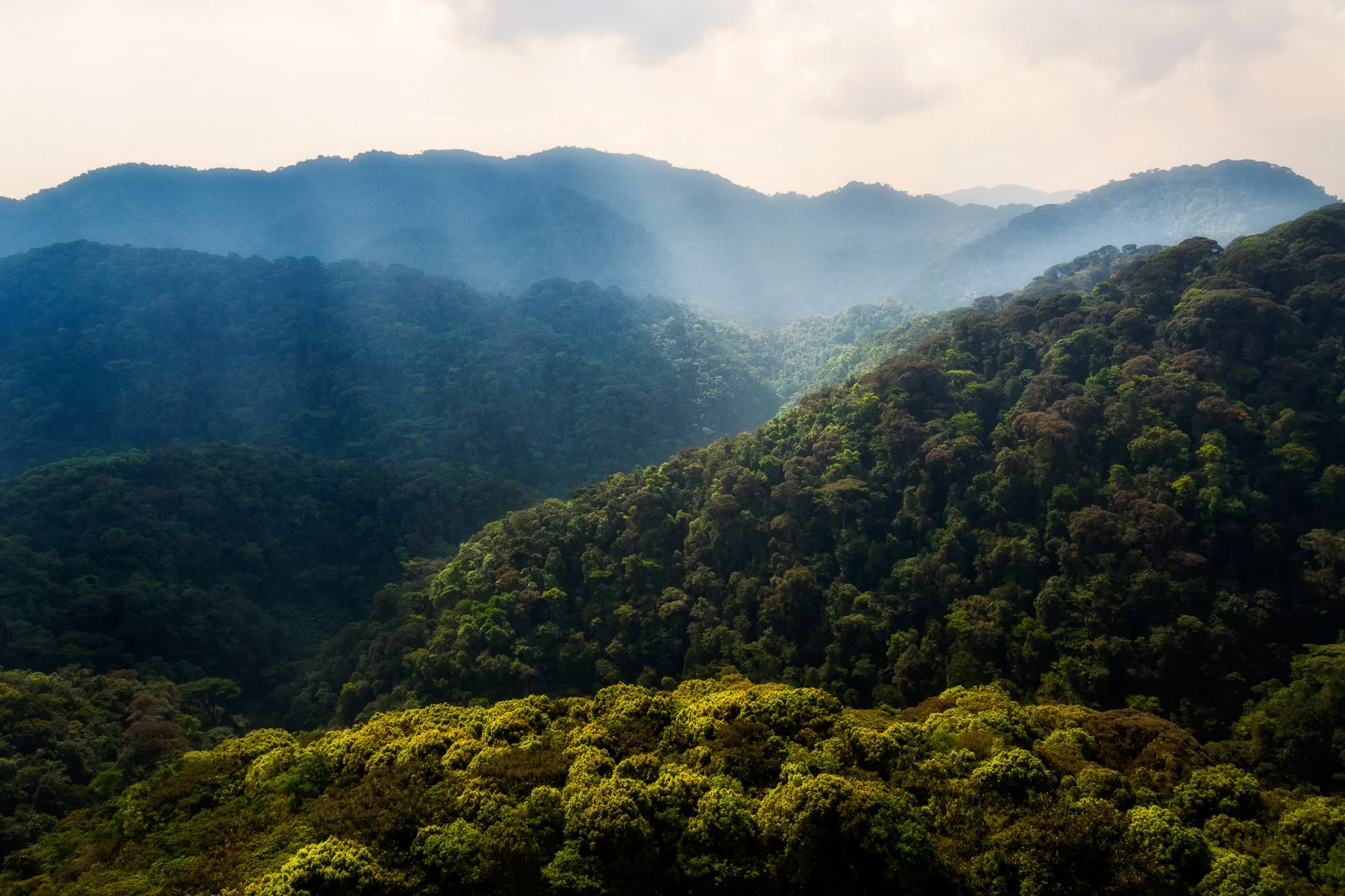 Rainforest ridges