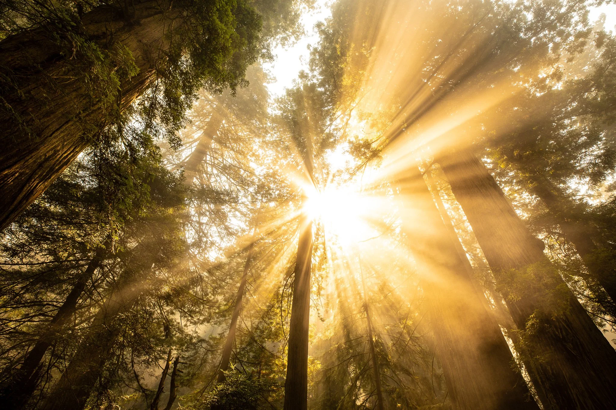 Sunburst in the redwoods