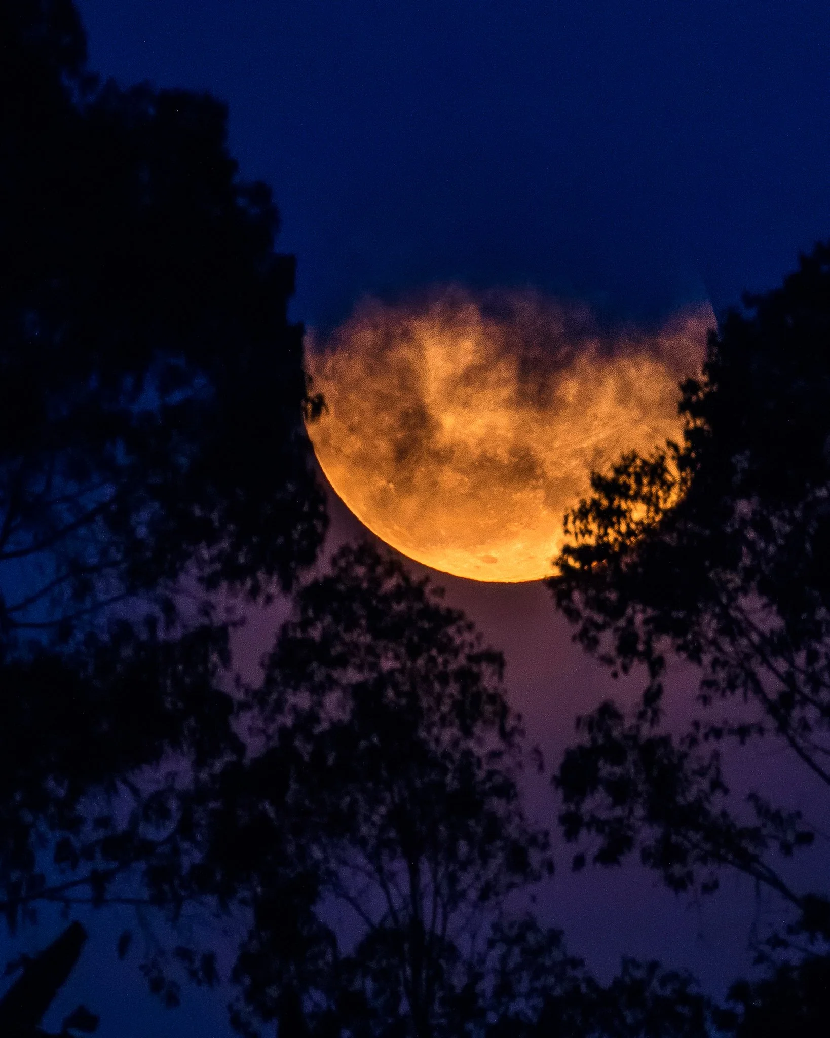 Moonrise over the forest