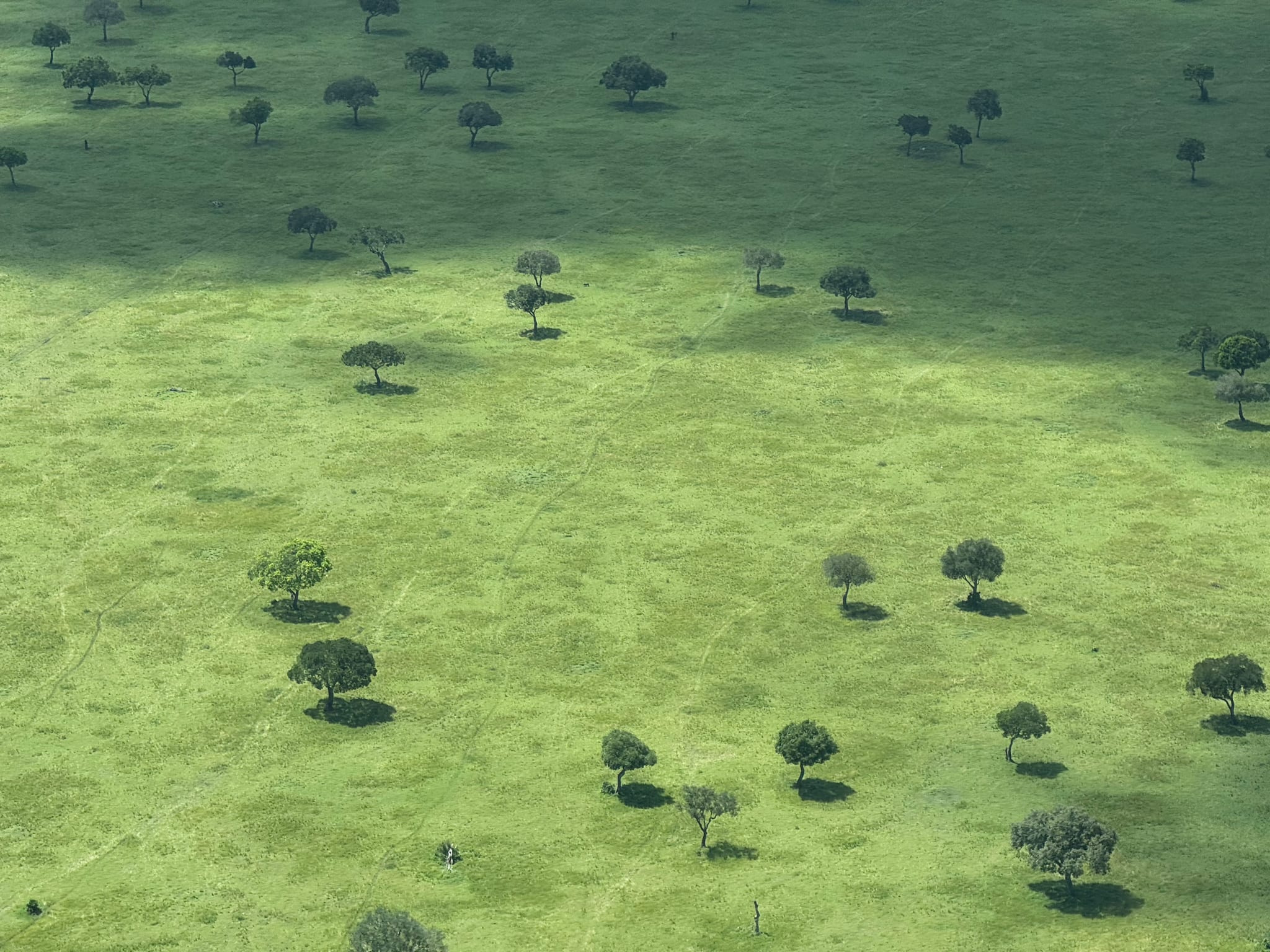 Acacias and their shadows on green savanna, from the air