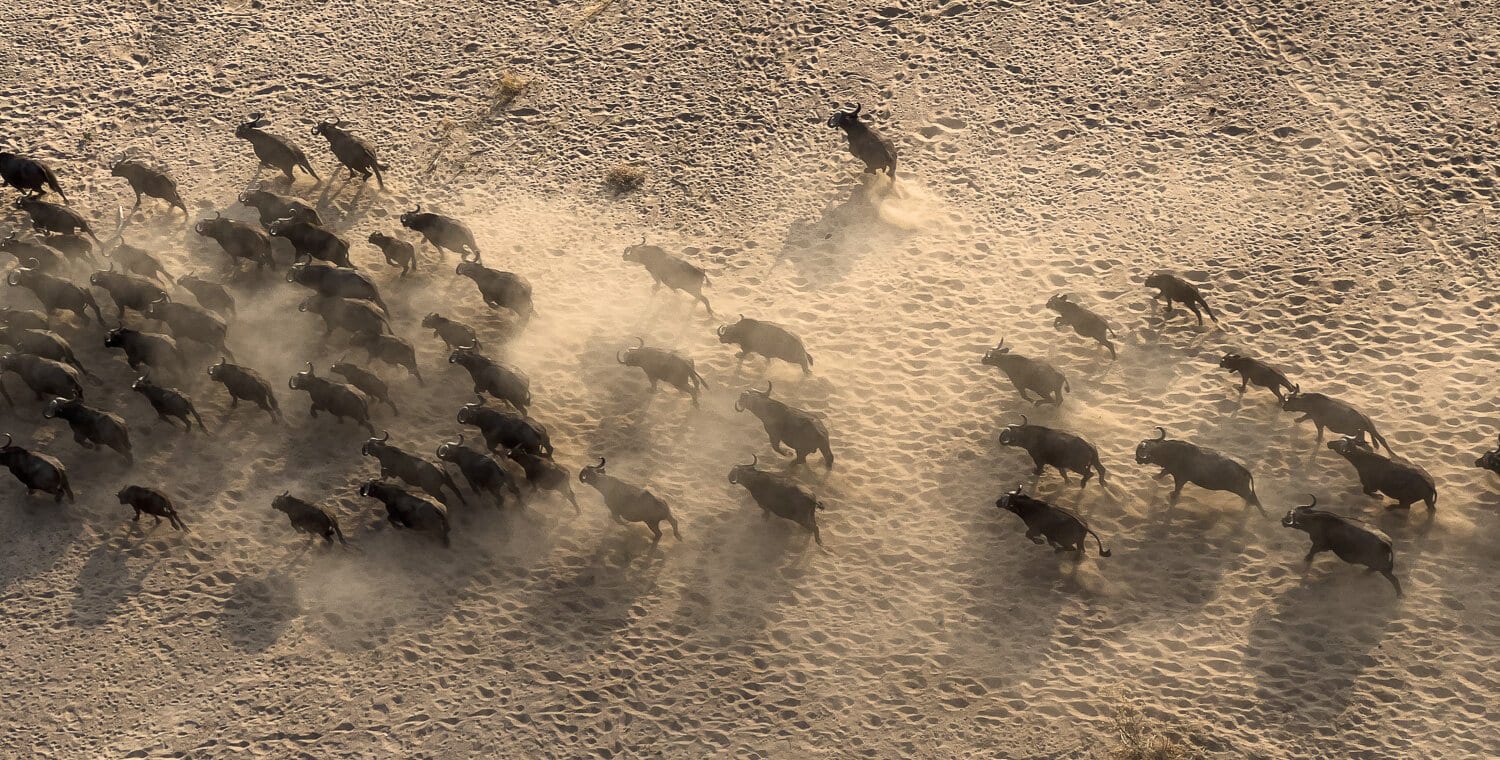 A buffalo herd kicking up dust, from the air