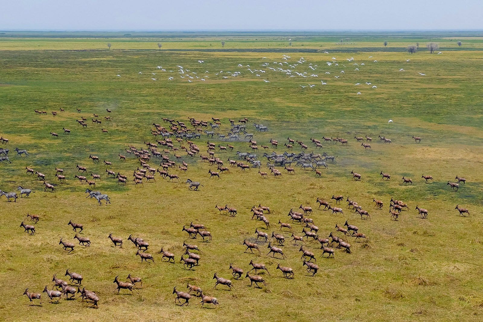 Topi, zebra and egrets scattering across the plain, from the air