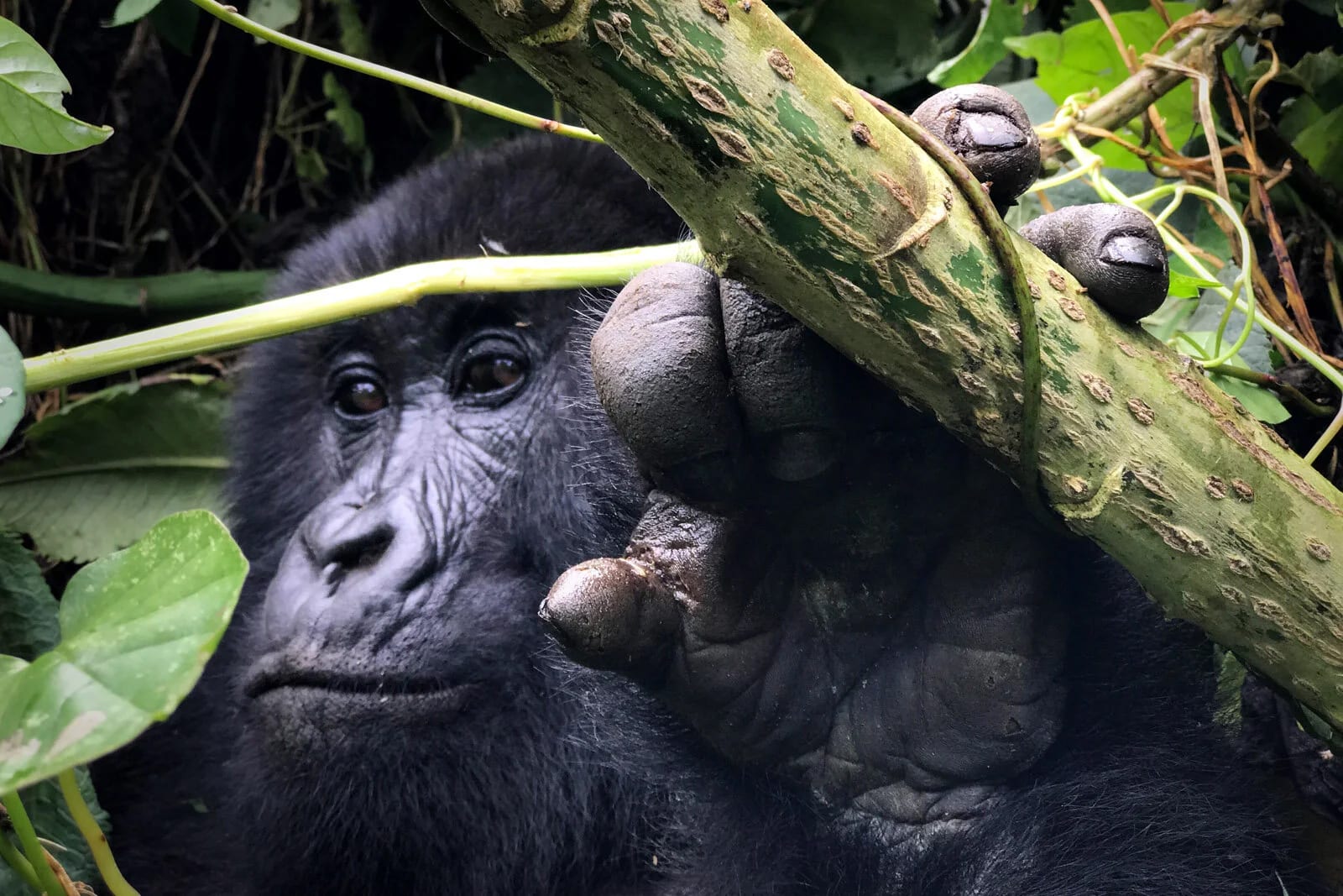 Mountain gorilla holding a branch, close up