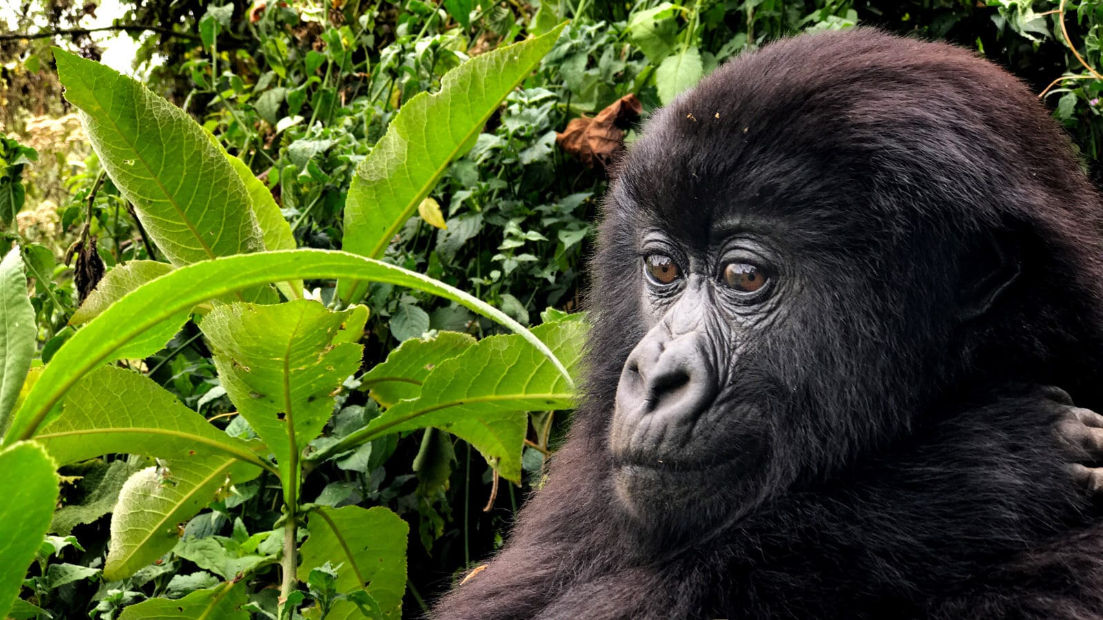 Young mountain gorilla in the undergrowth