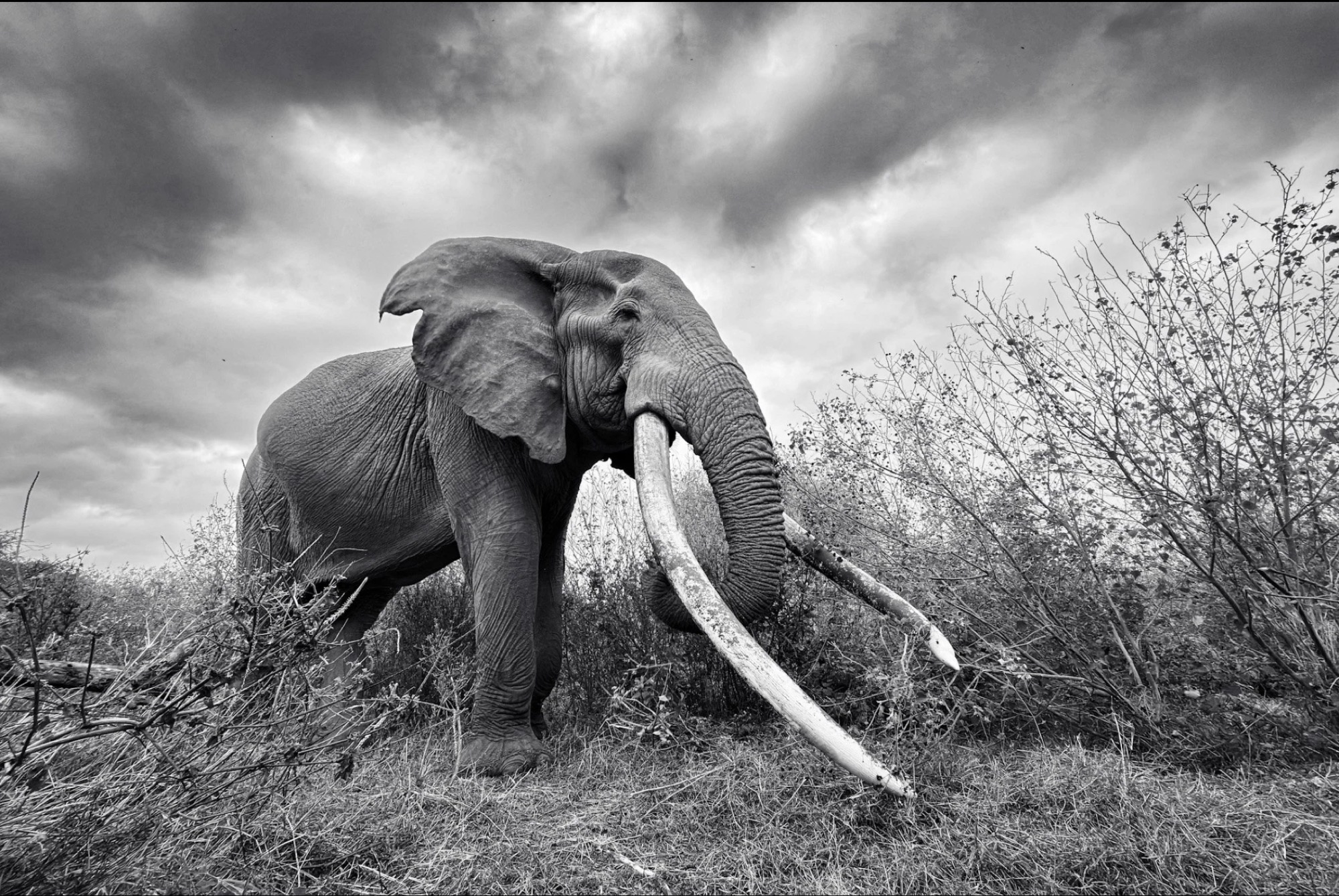 Super tusker elephant in Amboseli, shot on iPhone by Austin Mann