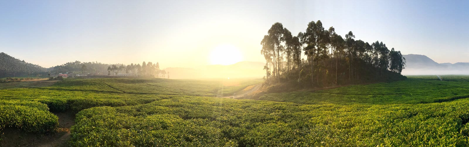 Sunrise over tea fields in Rwanda
