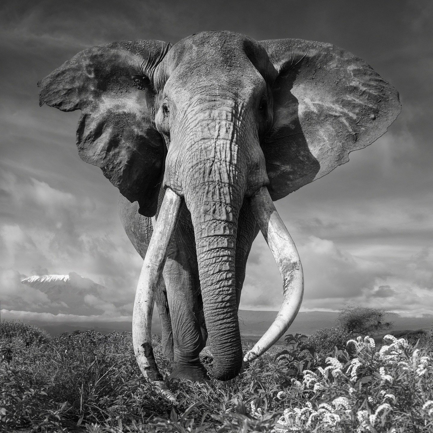 Craig the elephant, a great tusker of Amboseli, in black and white