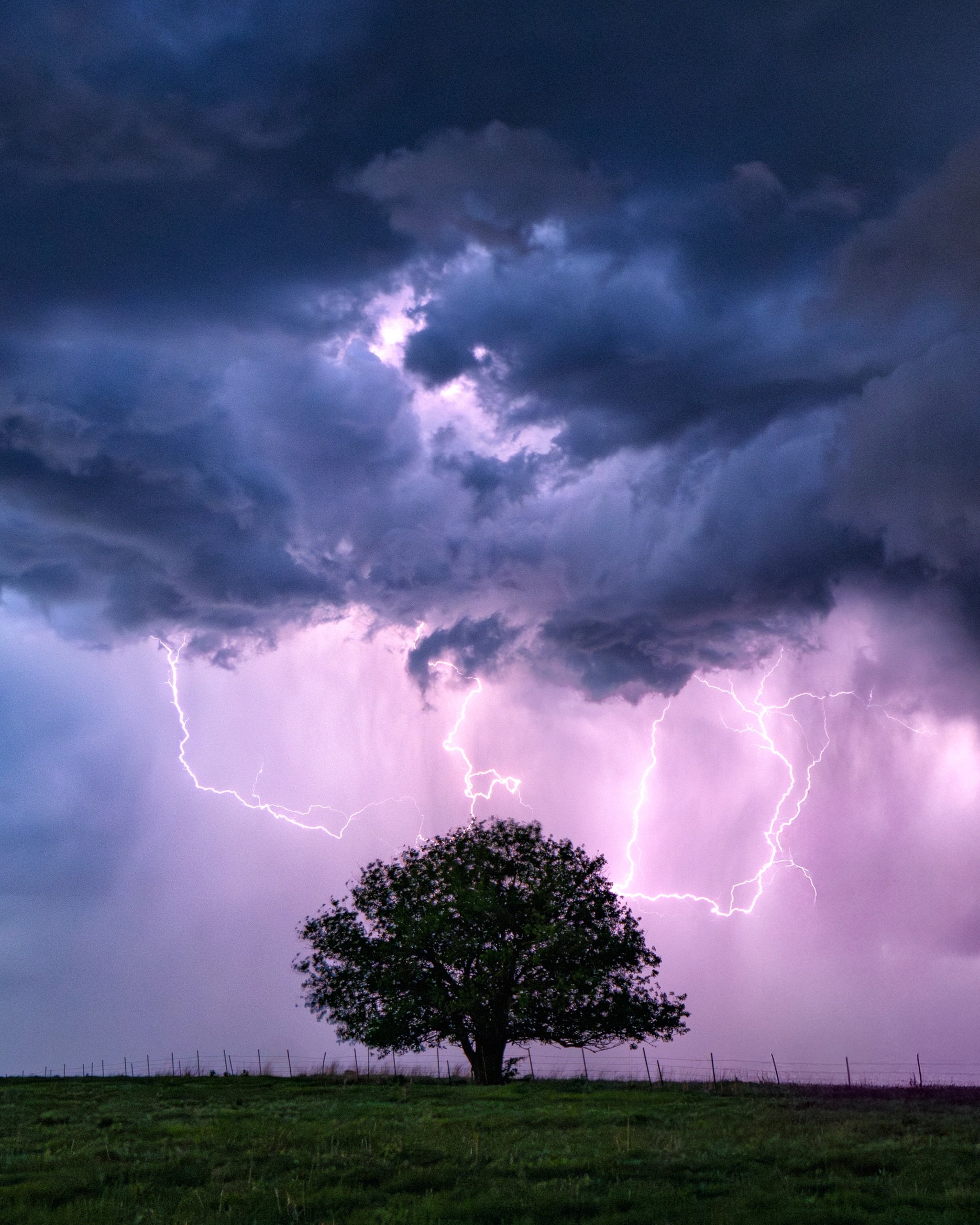 Lightning forking behind a lone tree under a Kansas thunderstorm