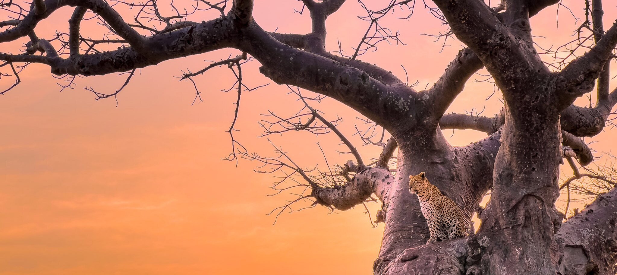 iPhone 13 Pro Camera Review: Tanzania