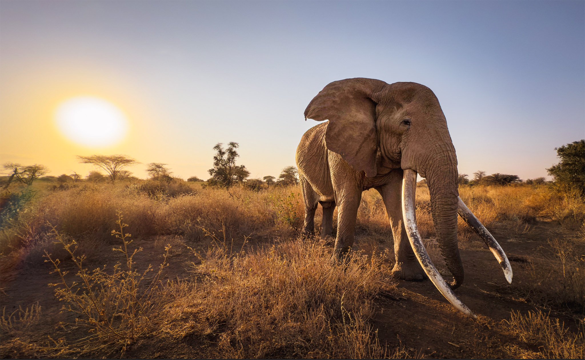 Craig, a super tusker elephant, photographed in Amboseli