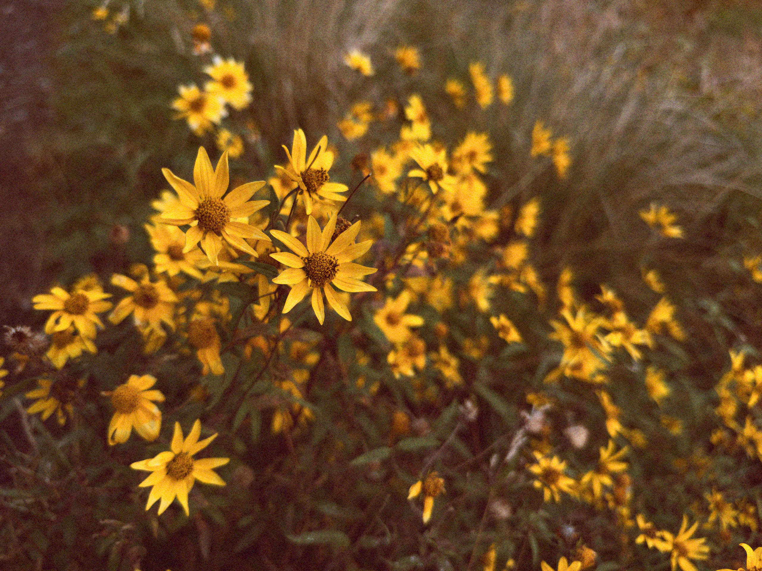Showy goldeneye sunflowers near Navajo Lake, locked with Focus Tracking