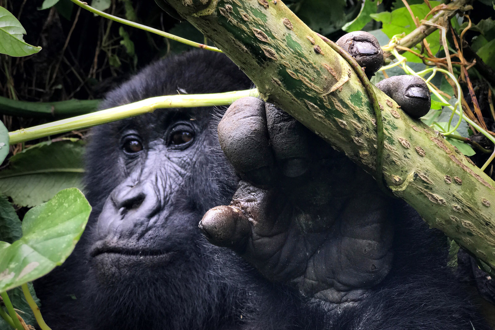 These silverbacks spend all day tearing up plants, eating bamboo, and beating their chest. It’s a rare and special experience to witness them in the wild.