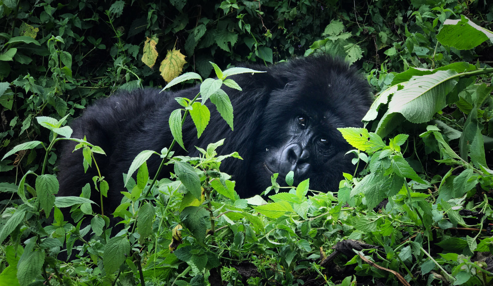 This gorilla family, Sabyinyo, lives mainly among the bamboo forest.